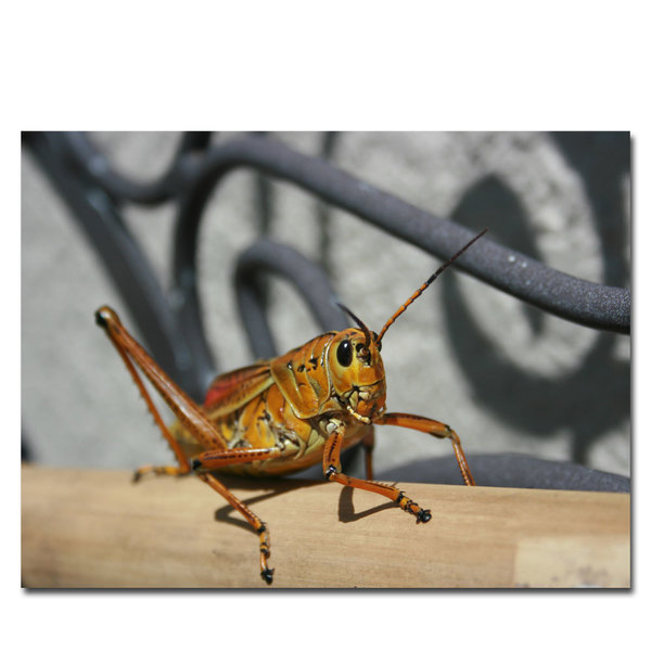 Trademark Fine Art Patty Tuggle 'Grasshopper' Canvas Art, 18x24 PT008-C1824GG